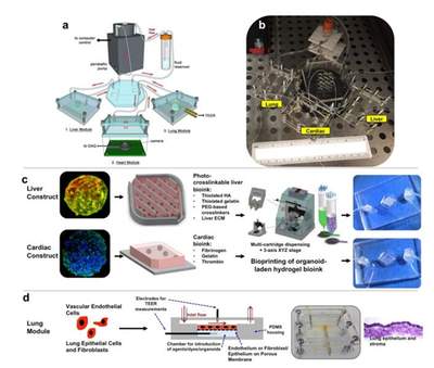 3D打印技術:多器官微流控芯片