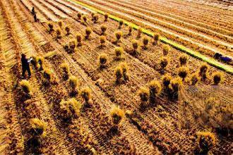 圣泉集團:“三素”分離,實現秸稈高值利用