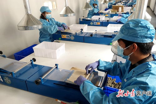 干旱山區長出致富草