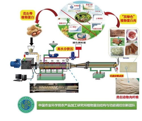 王強研究團隊 新型植物基肉制品加工精準調控技術與顛覆性產品創制 成果入選中國科協2021 科創中國 現代農林領域十大先導技術榜單